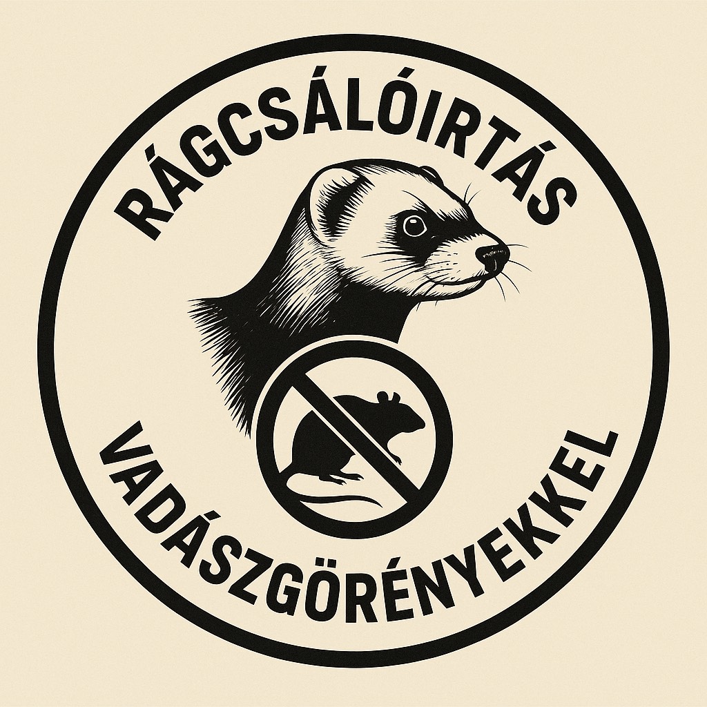 Vadászgörény munka közben