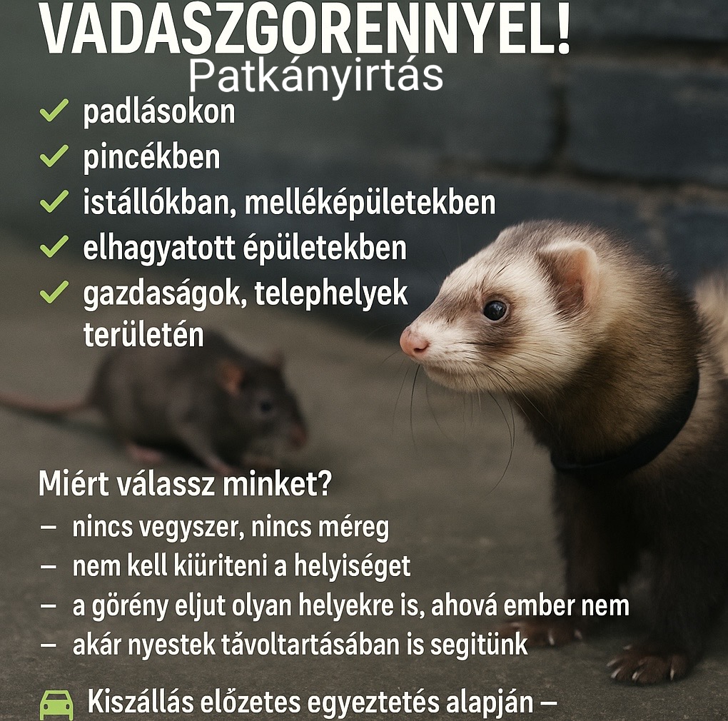 Patkányfészek felszámolása